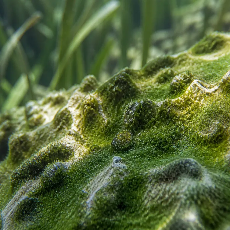 Summer on the reef: the July dive and snorkel conditions most visitors get wrong